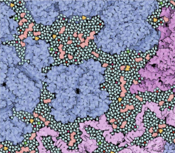 David Goodsell, Cytoplasmic water
